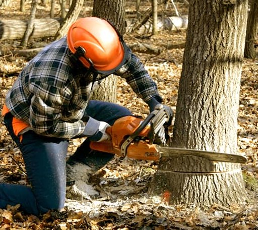 Tree Removal in Mont Belvieu, TX